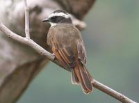 ��߶�����l