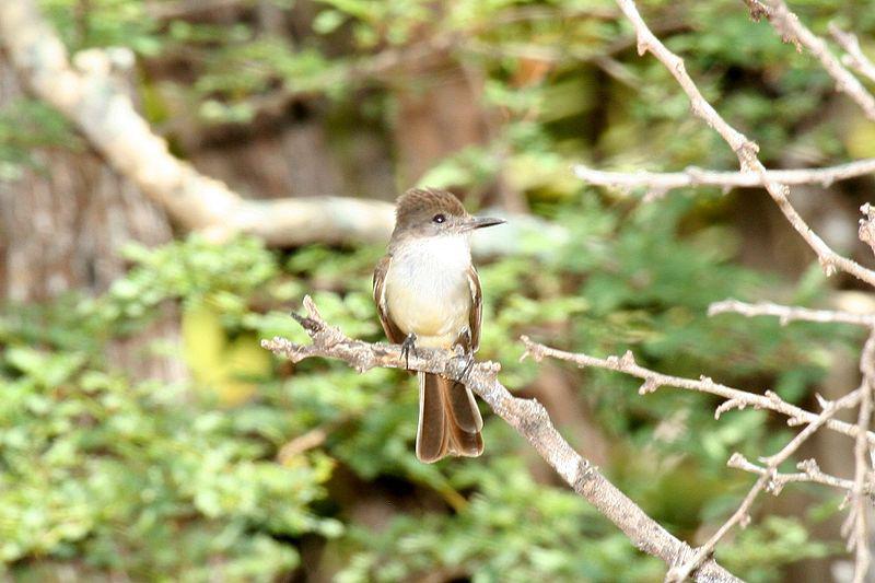 憨蝇霸鹟 憨蝇霸鹟的图片