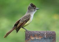 ����Ӭ���l