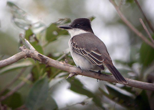 Բͷ�����l