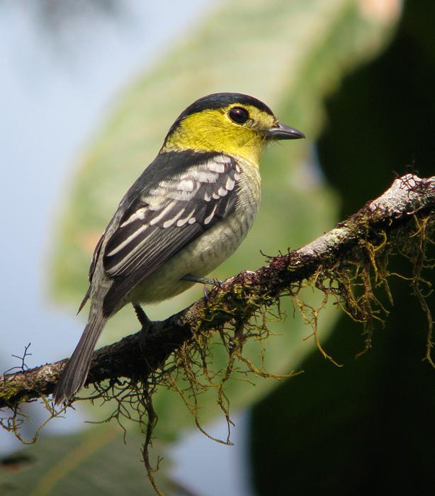 ���ƺ�����l