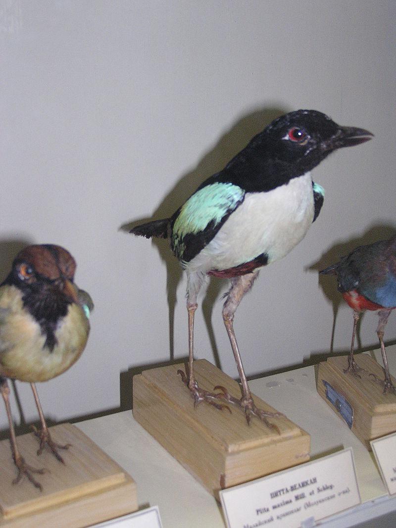 白胸八色鸫 白胸八色鸫的图片