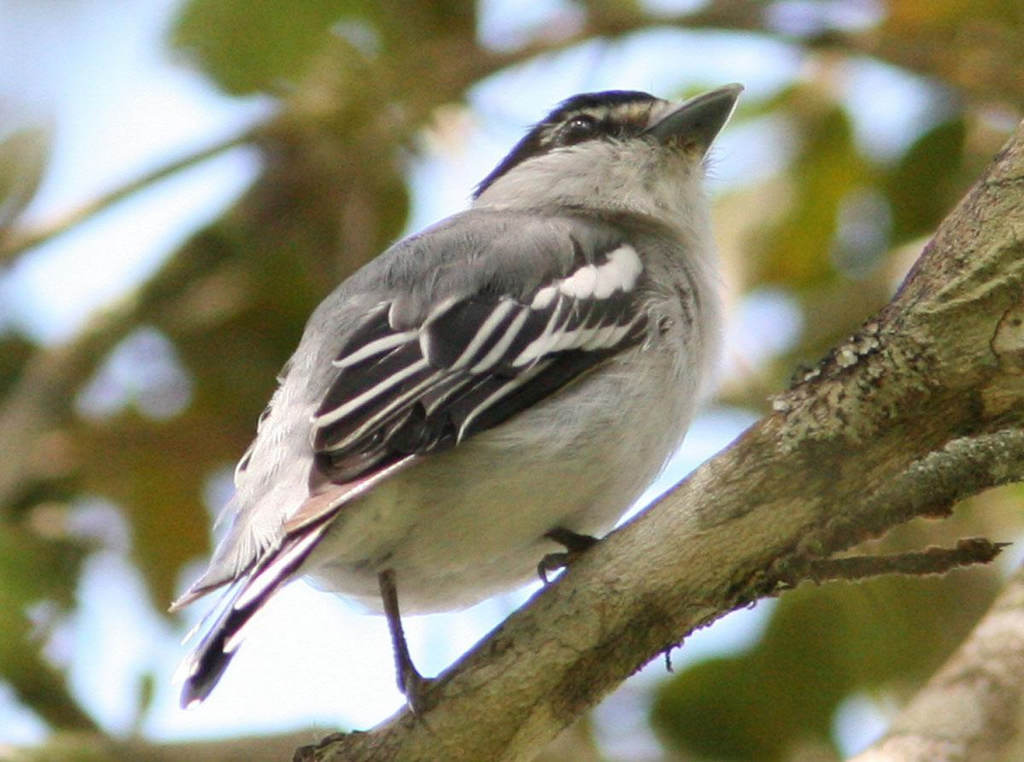 黑白厚嘴霸鹟 黑白厚嘴霸鹟的图片