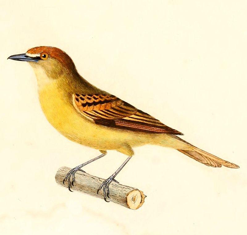 黑顶厚嘴霸鹟 黑顶厚嘴霸鹟的图片