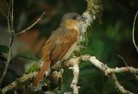 �ۺ�������l��ͼƬ