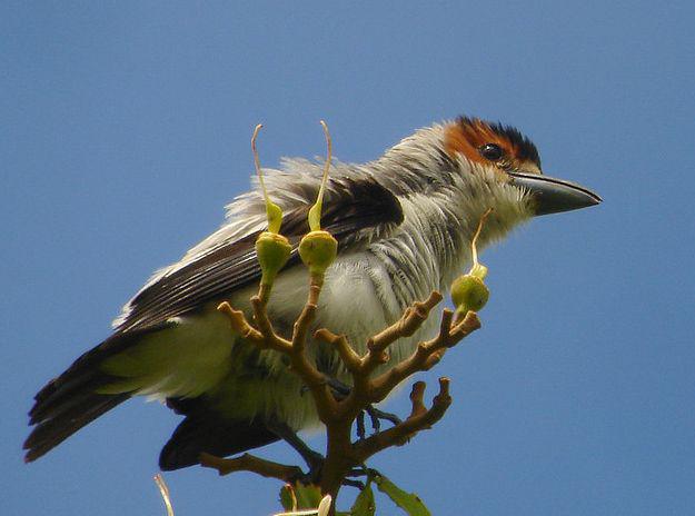 �ڶ���̩���l