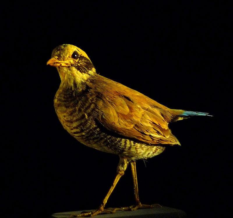 泰国八色鸫 泰国八色鸫的图片