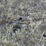 ��β�����