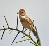 ��ɫ�����