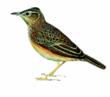 ���ϸ����