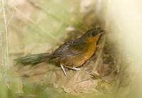 ˹���������ͼƬ