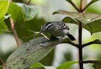托氏蚁鹩 托氏蚁鹩的图片