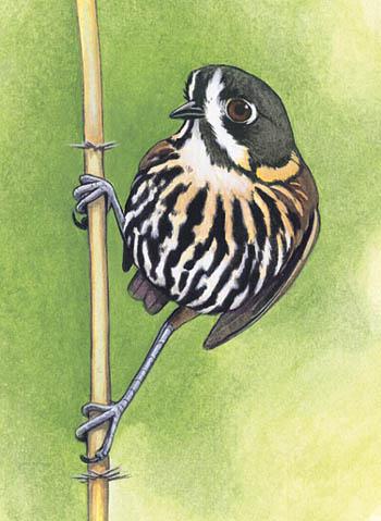 ��������ͼƬ