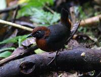 ��������ͼƬ