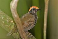 棕顶蚁鸫 棕顶蚁鸫的图片