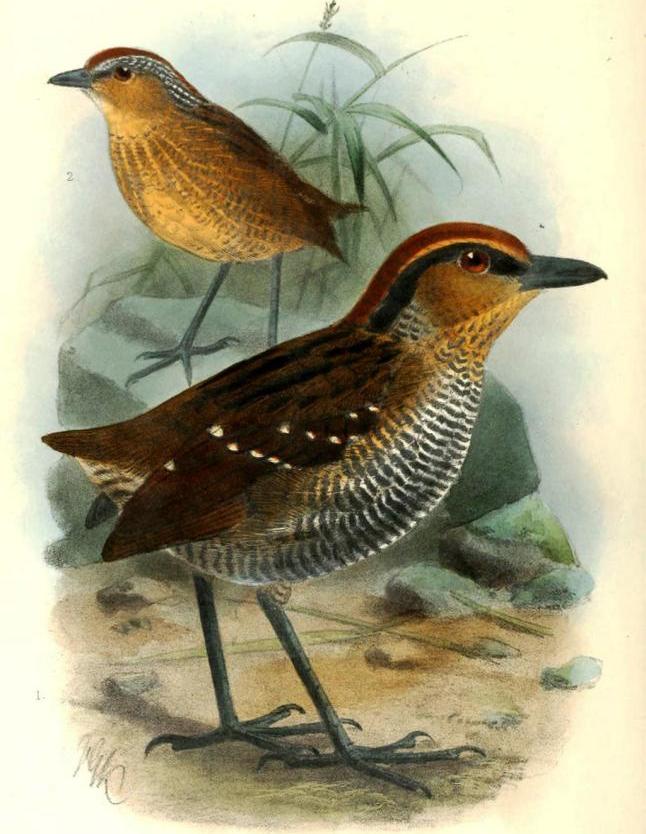 棕冠蚁鸫 棕冠蚁鸫的图片