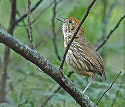 ��������ͼƬ