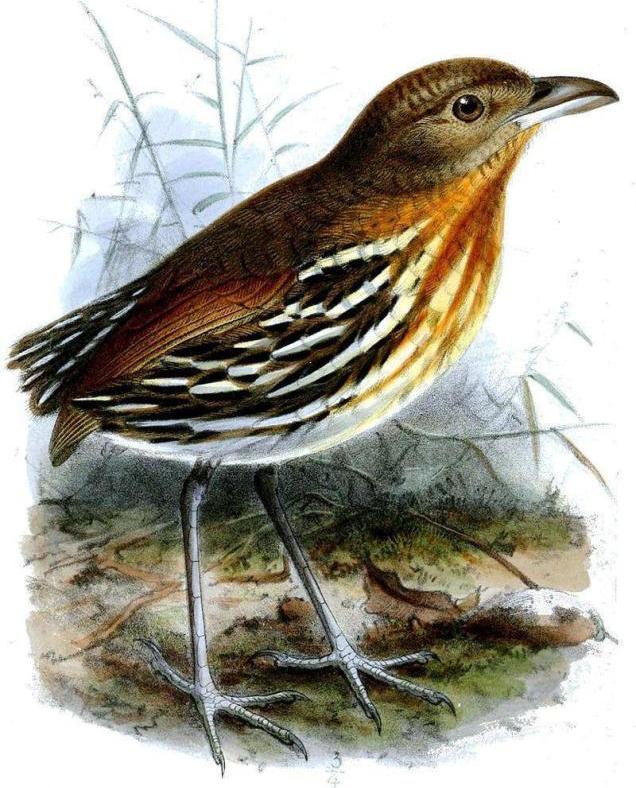 ��������ͼƬ