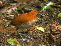 �ֱ�����ͼƬ