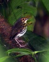 ��������ͼƬ