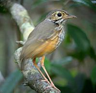 白眉蚁鸫 白眉蚁鸫的图片