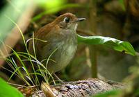 ��������ͼƬ