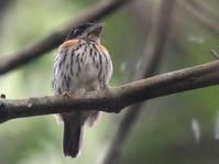 ��в������