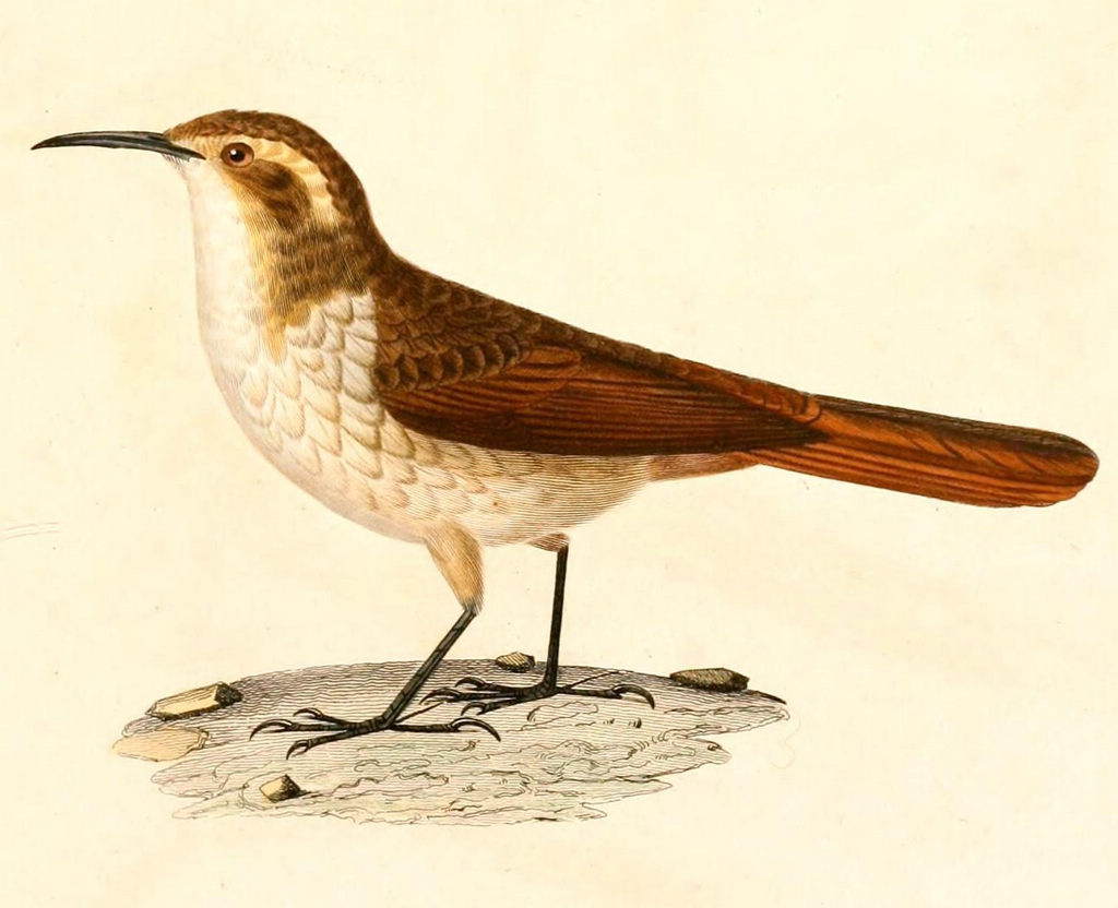 ������ȸ��ͼƬ