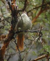 ������βȸ��ͼƬ