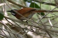 ������βȸ��ͼƬ