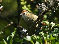 �Ƽ���βȸ��ͼƬ