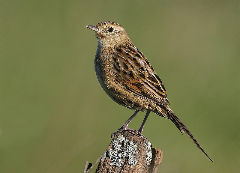 ���Ͽ��������ͼƬ