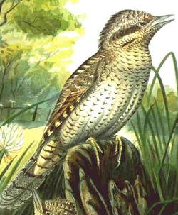 蚁鴷亚科 蚁鴷亚科的图片