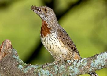 �����ǿ�