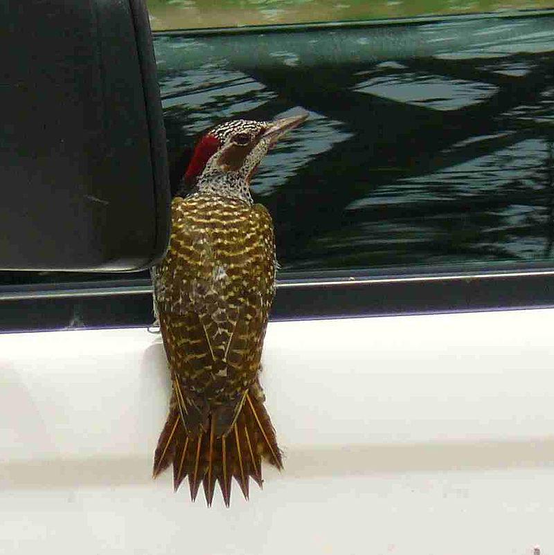 ������ľ���ͼƬ