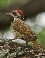 ������ľ��