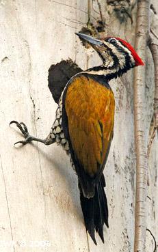 ��ľ���ǿ�