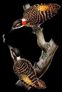 坦氏啄木鸟 坦氏啄木鸟的图片