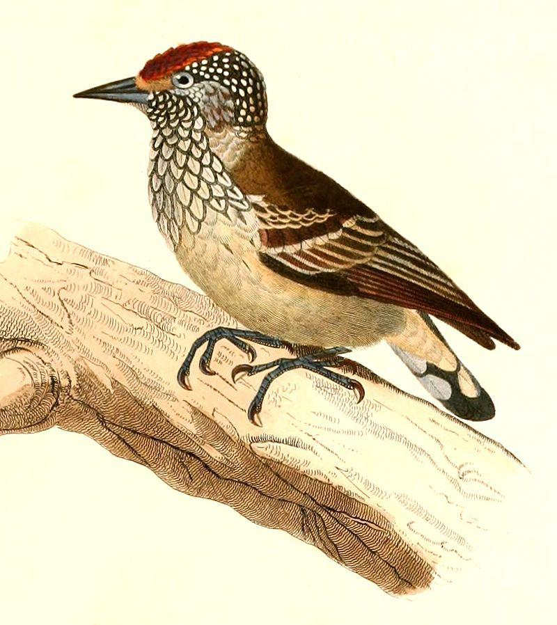 白尾姬啄木鸟 白尾姬啄木鸟的图片