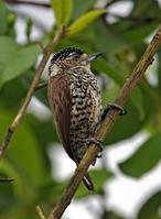 ��β����ľ��