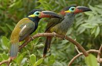 С��������