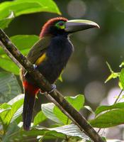 С��������