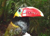 С��������