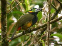 С��������