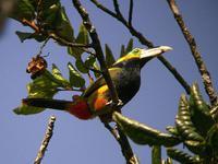 高氏小巨嘴鸟 高氏小巨嘴鸟的图片