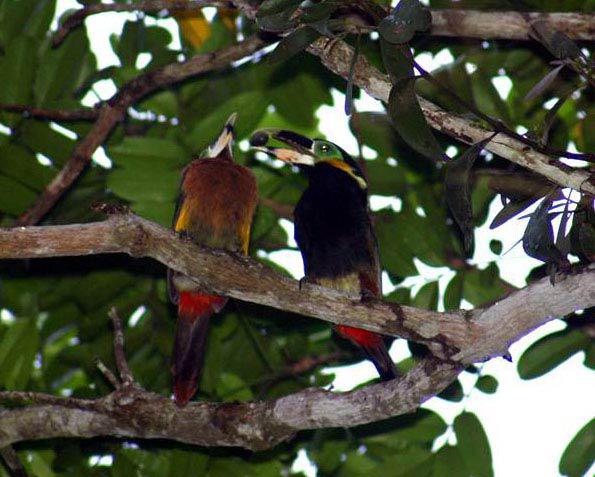 ����С������