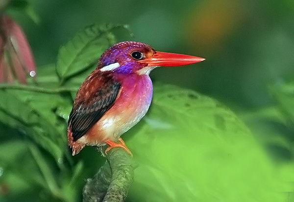 菲律宾三趾翠鸟 菲律宾三趾翠鸟的图片