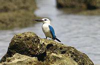 ��ͷ����ͼƬ