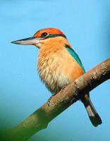 冠翡翠 冠翡翠的图片