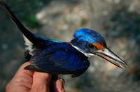 ���ɱ�����ͼƬ